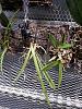 Indoor Orchidarium Build-20191219_124711-jpg