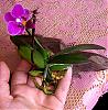 Mounting little rescued mini-phal.-p6120013-jpg