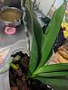 Brown spot on phalaenopsis aerial roots?-img_20191229_191107-jpg