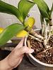 Dendrobium leaves turning yellow-81976030_10221430665384930_5244261776878469120_n-jpg