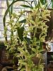 Key Lime Cascading Cymbidium-0c7e8f79-f937-4b75-b018-7284c23be980-jpg