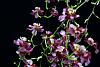 Oncidium Twinkle 'Pink Profusion'-dsc_0065-jpg