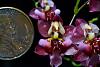 Oncidium Twinkle 'Pink Profusion'-dsc_0086-jpg