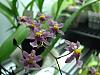 Oncidium ornithorhynchum 'Lilac Soap'-dsc00427-jpg