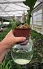 Should I water or not?-catasetum-humidity-system-jpg