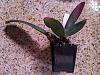Cattleya seedling problems-cw-jpg