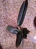 Cattleya seedling problems-cw2-jpg