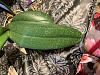 Spotted Phalaenopsis Leaves: Disease or Variegation?-90192aa0-0b84-4ae7-acc3-696666831d47-jpg