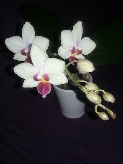 Phal. NoID White Multiflora with Pink Lip-white-phal-1st-copy-jpg