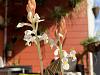 DirtyCoconuts presents: The flora and fauna of the Coconuts Compound-img_3346-jpg