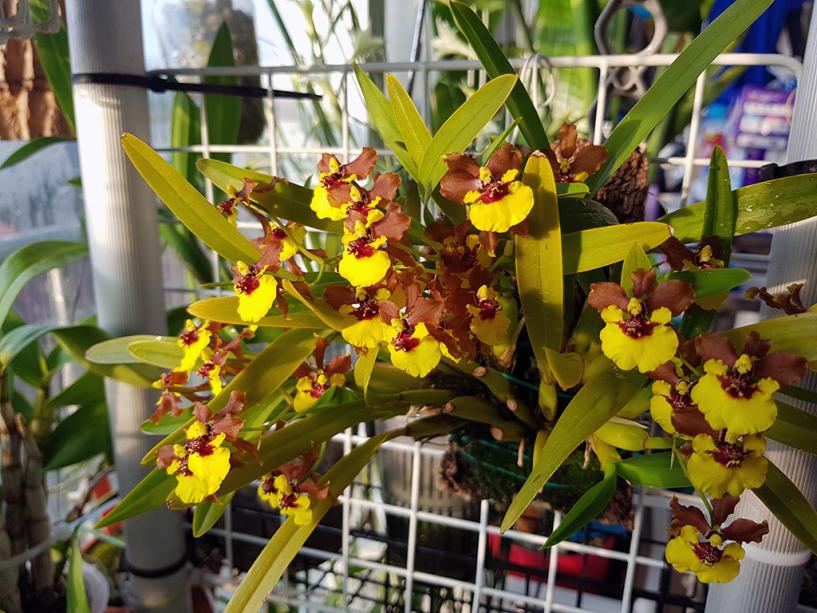 Oncidium croesus-croesus-1-jpg