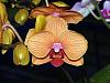 Phalaenopsis Sogo Gotris-phal-sogo-gotris-818-dscn1080-jpg