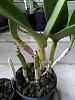 Laelia (Cattleya?) purpata watering-rlc-memoria-helen-brown-sweet-afton-splash-jpg