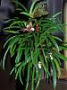 Maxillaria uncata-maxillaria-uncata-bloom-jpg