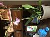 Sick Orchid - brown roots and yellowing stem. Please help-5e166050-e379-4ce8-90f2-737334ac59c0-jpg