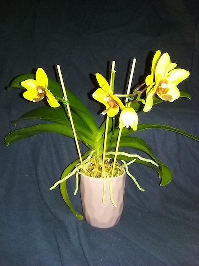 Two other phals bloomed-yellow-phal-red-lip-2020-copy-jpg