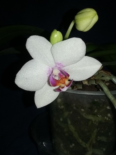 Two other phals bloomed-white-phal-purple-throat-copy-jpg