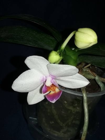 Two other phals bloomed-white-phal-detail-lip-copy-jpg