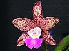 C. (summer x aclandiae) 'Carmela'-2008_0616xmas0034-jpg