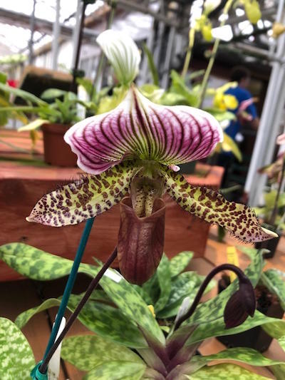 Hausermann is amazing, but I think most of us know that already-paph-supersuk-raisin-pie-sib-copy-jpg