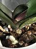 Phal starting to spike while actively growing new leaf?-d2fcf8d6-4a32-4613-8049-de10e9febf0b-jpg