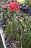 Reed stem Epidendrum - 2nd bloom seedling-20200404_110053-2-jpg