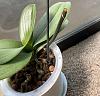 my phal update-d65a92d7-77dd-4471-99e9-26f13320f7fe-jpg