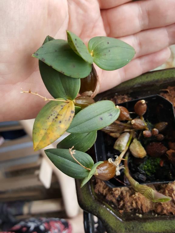 Spotting and yellowing leaves on Den. aberrans - fungus?-8c9p5db-jpg