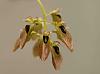 Bulbophyllum proudlockii in bloom from Western Ghats of India-bulbophyllum-proudlockii8-jpg