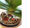 Phal with sudden wrinkled leaves and shriveled roots-media-jpg