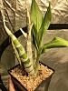 Repot catasetum to allow room for new growth?-c9a3678f-dff6-4296-bb18-6d8e383bfaa0-jpg