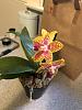 Carmela Orchids-unnamed-37-jpg