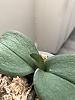 A question about Phalaenopsis leaf growth-img_2361-jpg