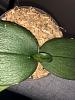 A question about Phalaenopsis leaf growth-img_2363-jpg