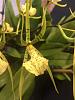 Brassia caudata-brassia-caudata2-jpg