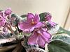 African Violets in Bloom-img_3299-jpg