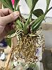 Coryanthes macrantha Doing Well, err, Better-625a9fca-8e52-43b8-9023-7d7e8b055c9e-jpg