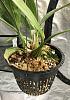 Coryanthes macrantha Doing Well, err, Better-de4658f3-ad0f-492d-82b1-96989be64a90-jpg