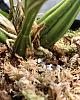 Coryanthes macrantha Doing Well, err, Better-1cf654c9-a446-4f09-ba44-5acf8abeb802-jpg