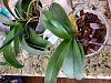 Phalaenopsis Chia E Yenlin 'Horng Lin'-15882708027642937143249134497463-jpg