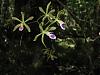Encyclia Tampensis and the tired Snake-butterfly-jpg