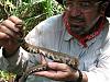 Encyclia Tampensis and the tired Snake-cottonmouth-jpg