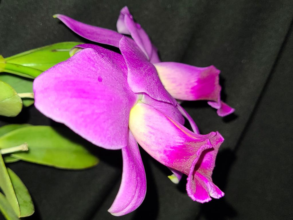 Catt (Laelia) praestans-praestans-2-jpg