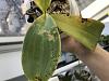 Dark spots on phal lueddemanniana leaves and spike-5e2dae6a-507f-42dc-b024-1363f57a7863-jpg