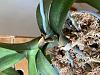 Help! Keiki growth from top leaf not stem-orchid-3-jpg