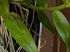 dendrobium aphyllum with odd marks on leaves-1-jpg