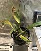 Coryanthes macrantha Doing Well, err, Better-1fd72296-c453-46f1-afd3-ba01b66f8d8f-jpg