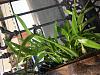Are my dendrobiums supposed to be growing so tall?-img_0057-jpg
