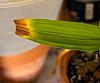 Bletia leaf tip die-back-bletia1-jpg