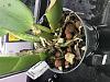 Cattleya repotting - compacting media-c4b1d08f-10e7-4799-a217-371478bd8ca1-jpg